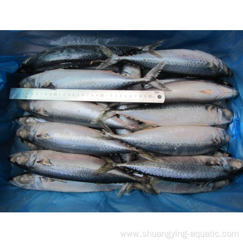 ISO Frozen Bqf Fish Wr 300-400g Pacific Mackerel